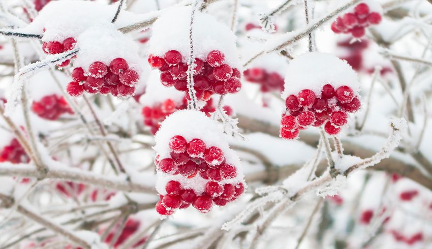 Beauty Benefits Of Cranberries: Why You Want Them In Your Skin Care